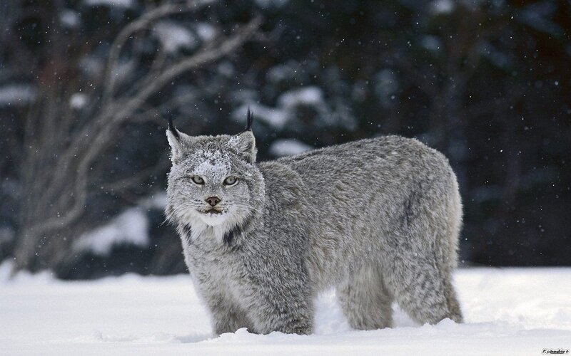 Lynx in Snow — White, Cold