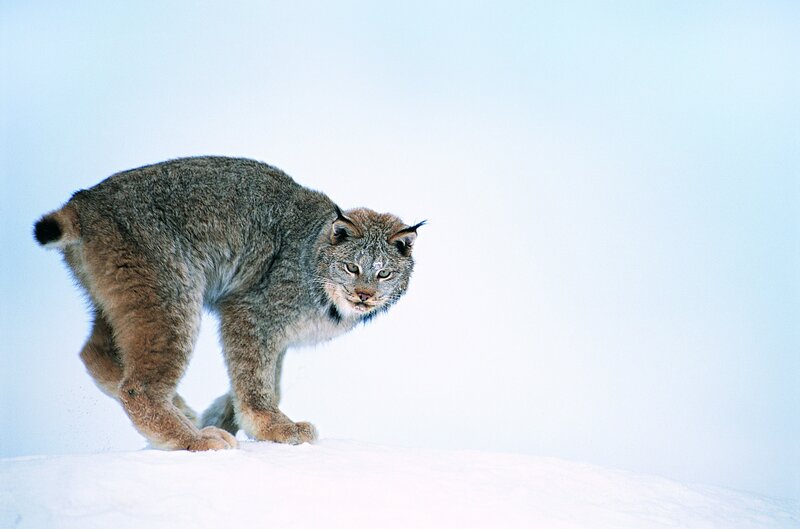 Lynx in Snow — White, Cold, Winter, Photograph, Sky