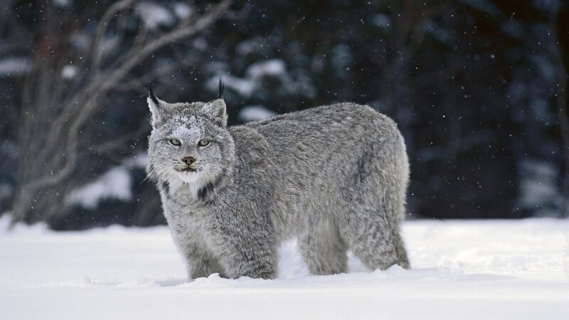 Lynx in Snow — White, Cold, Winter
