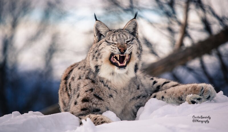 Lynx in Snow — White, Dramatic