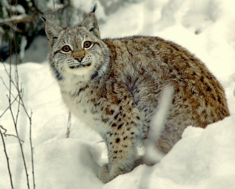Lynx in Snow — White