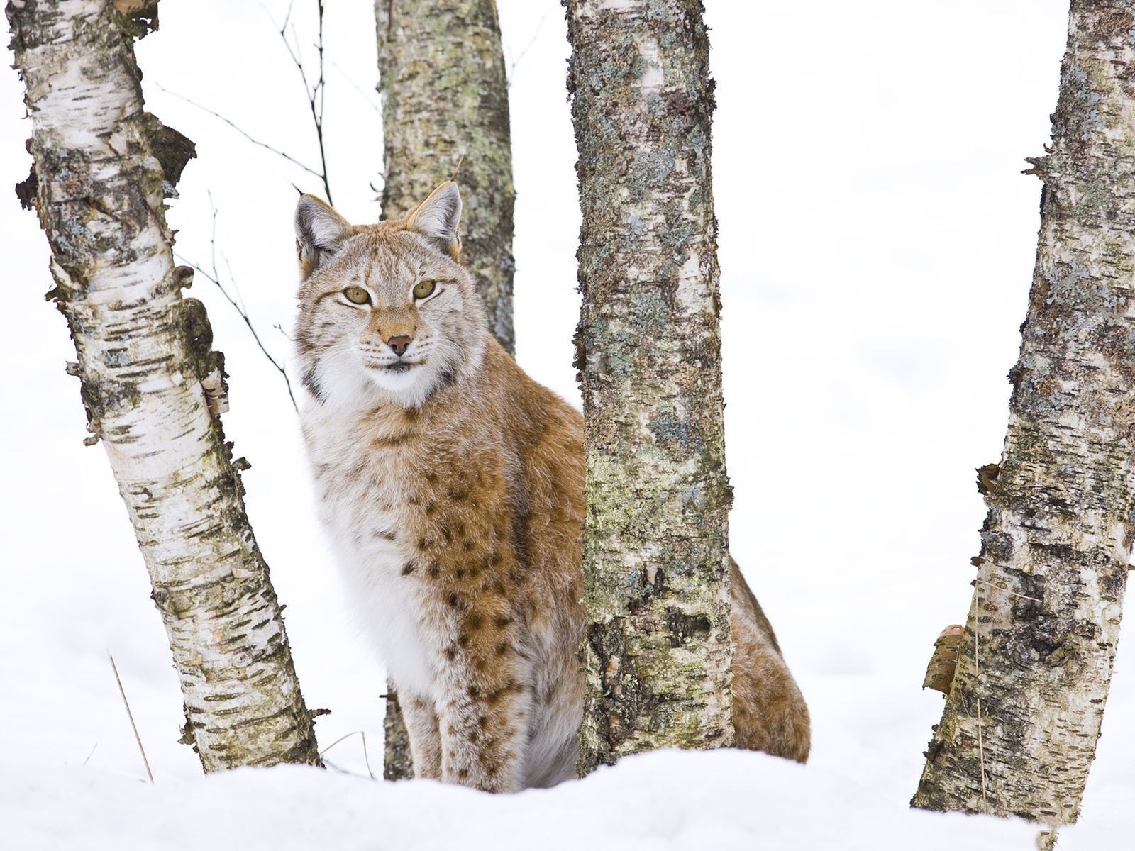 Lynx in snowy birch forest