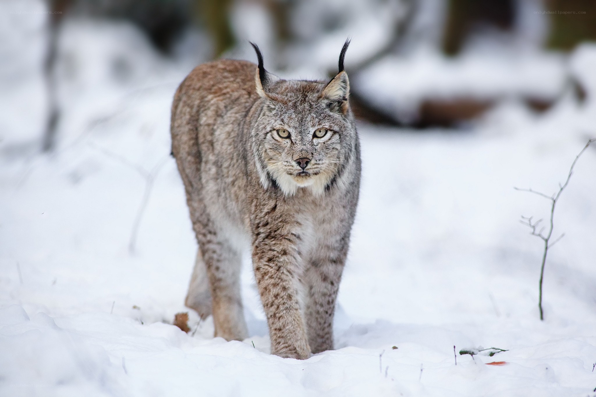 Lynx in snowy forest