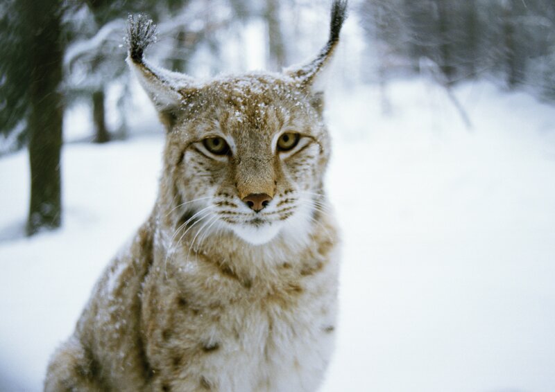 Lynx in snowy forest