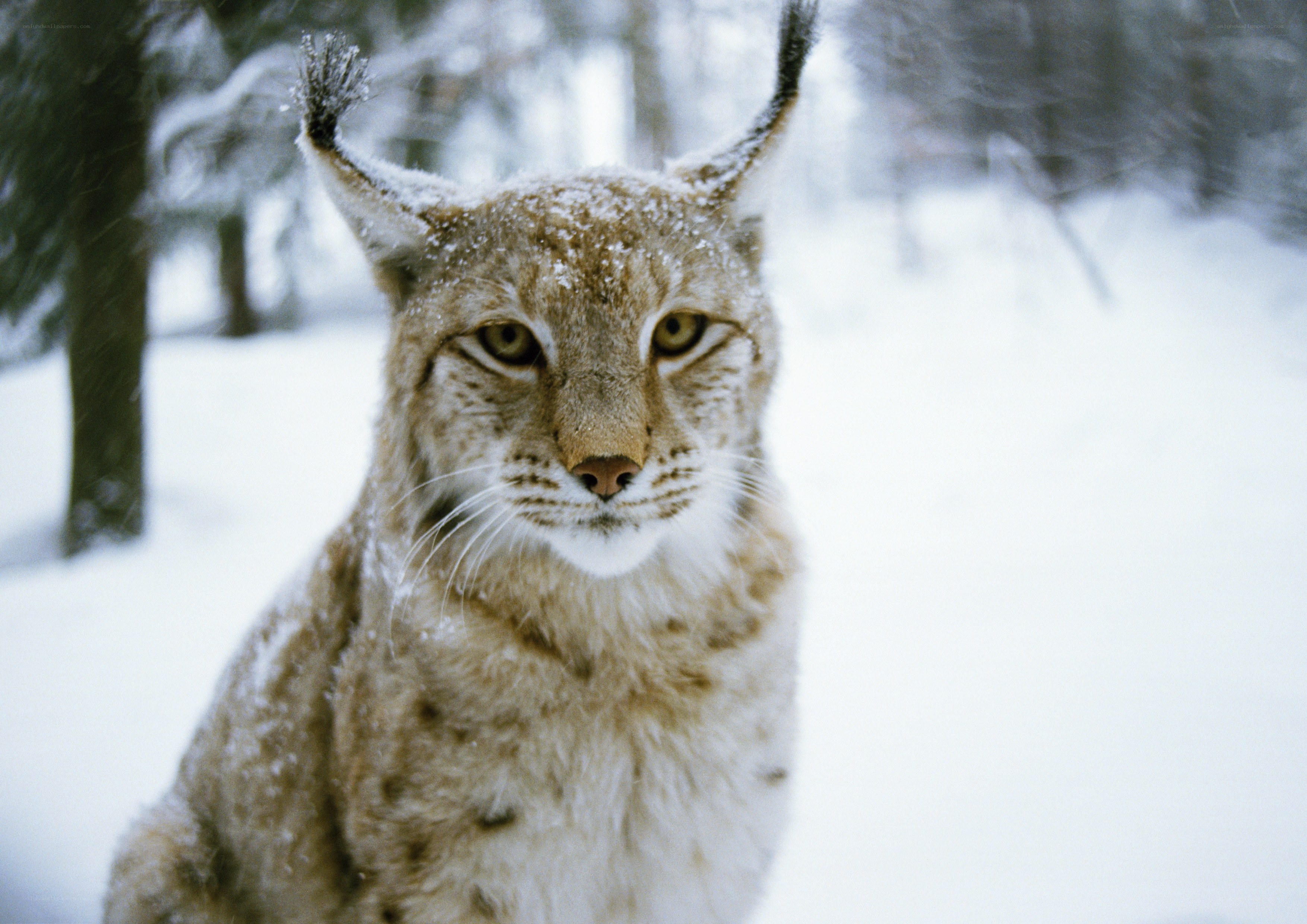 Lynx in snowy forest