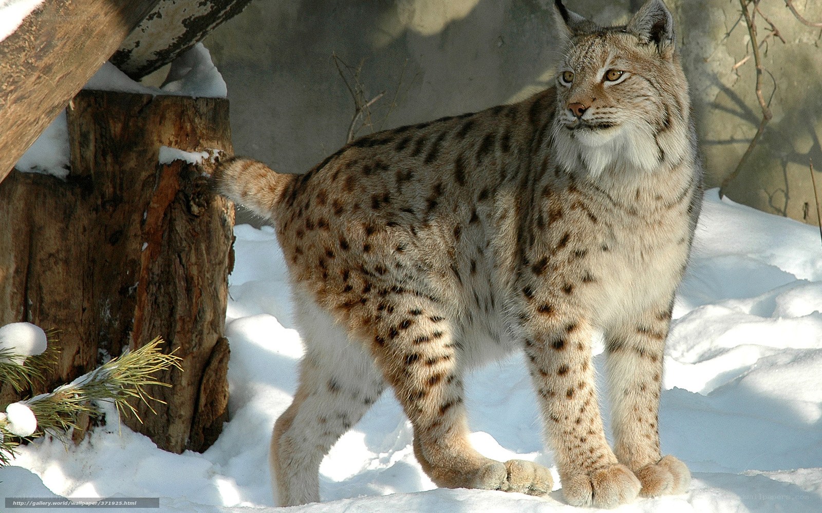 Lynx in snowy forest