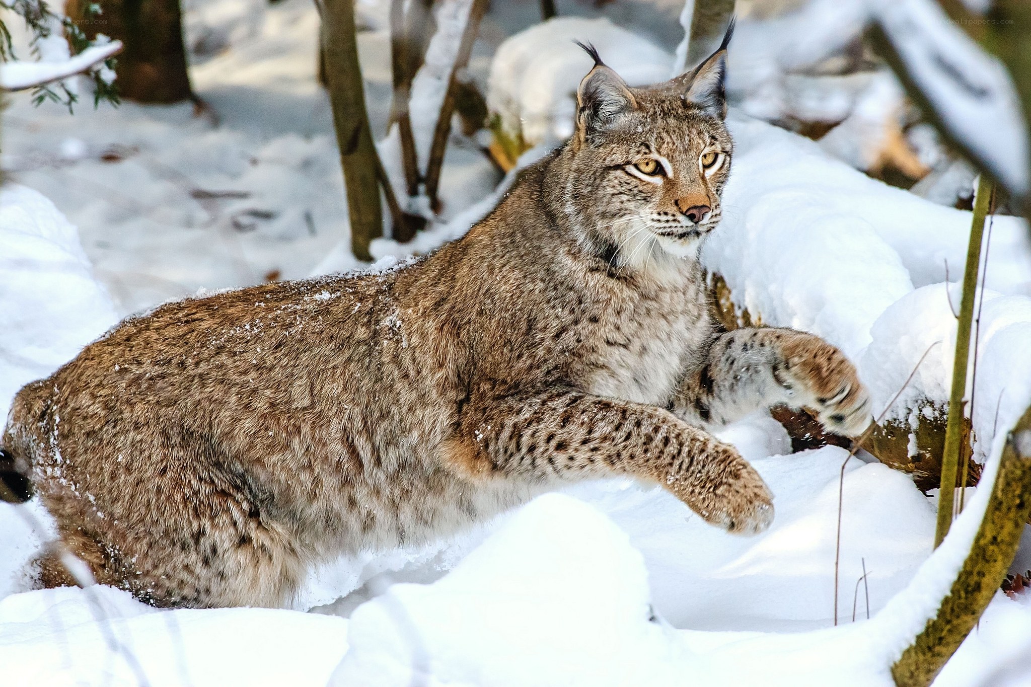Lynx in snowy forest