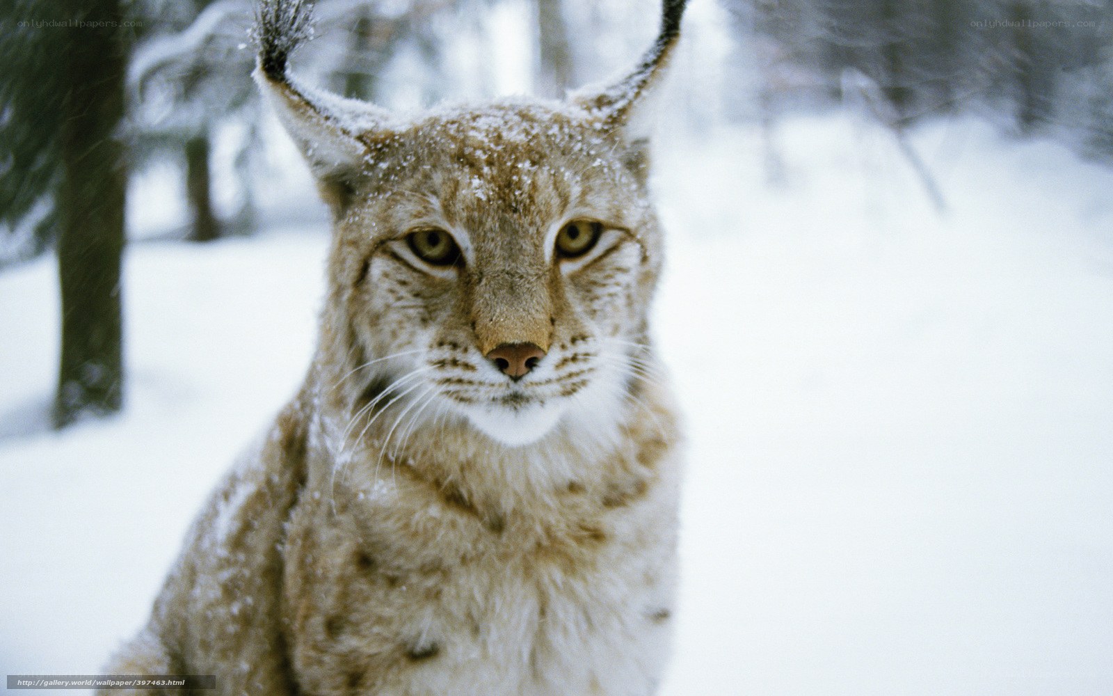Lynx in snowy forest