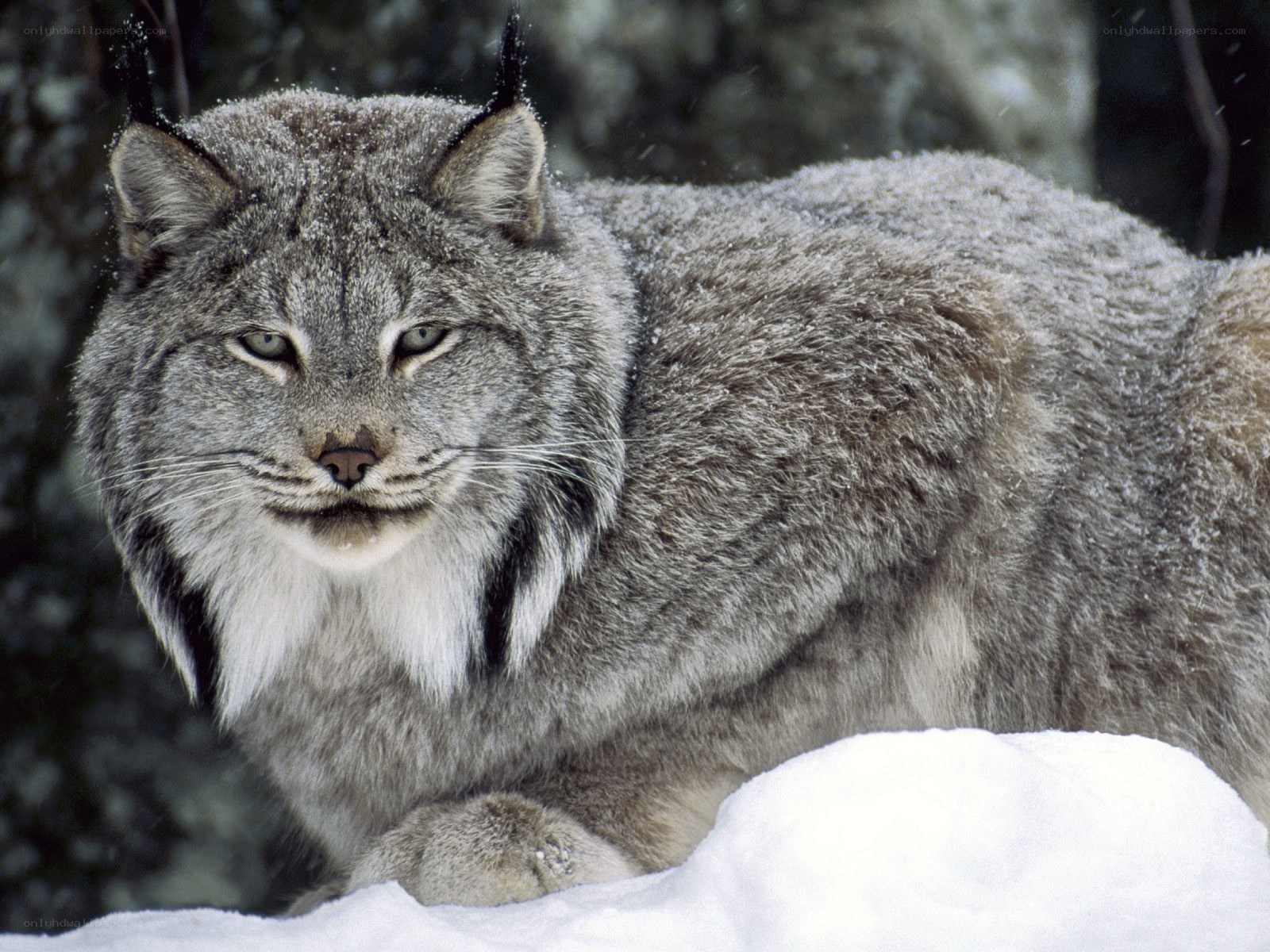 Lynx in snowy forest