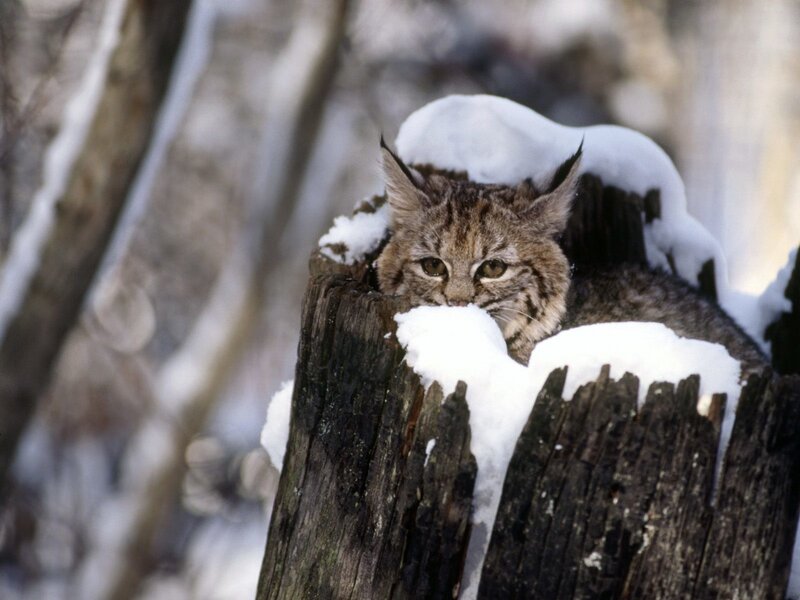Lynx in snowy forest