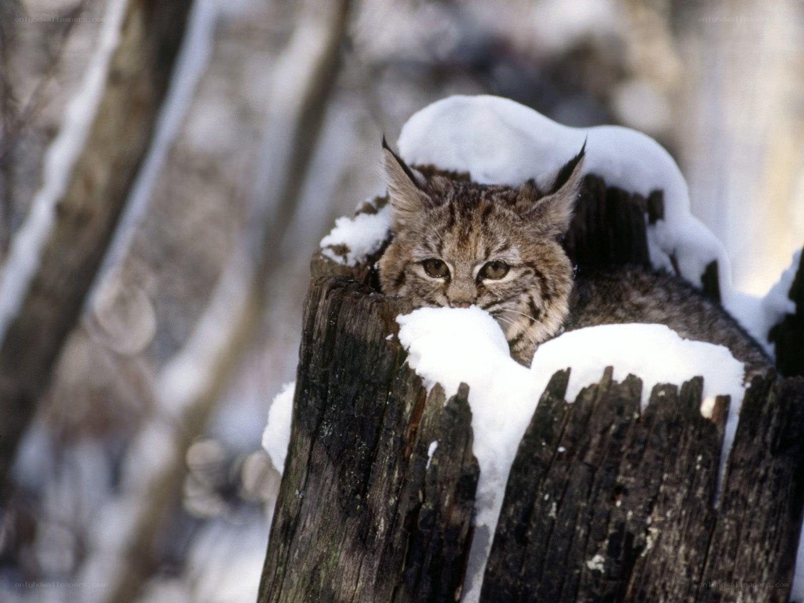 Lynx in snowy forest
