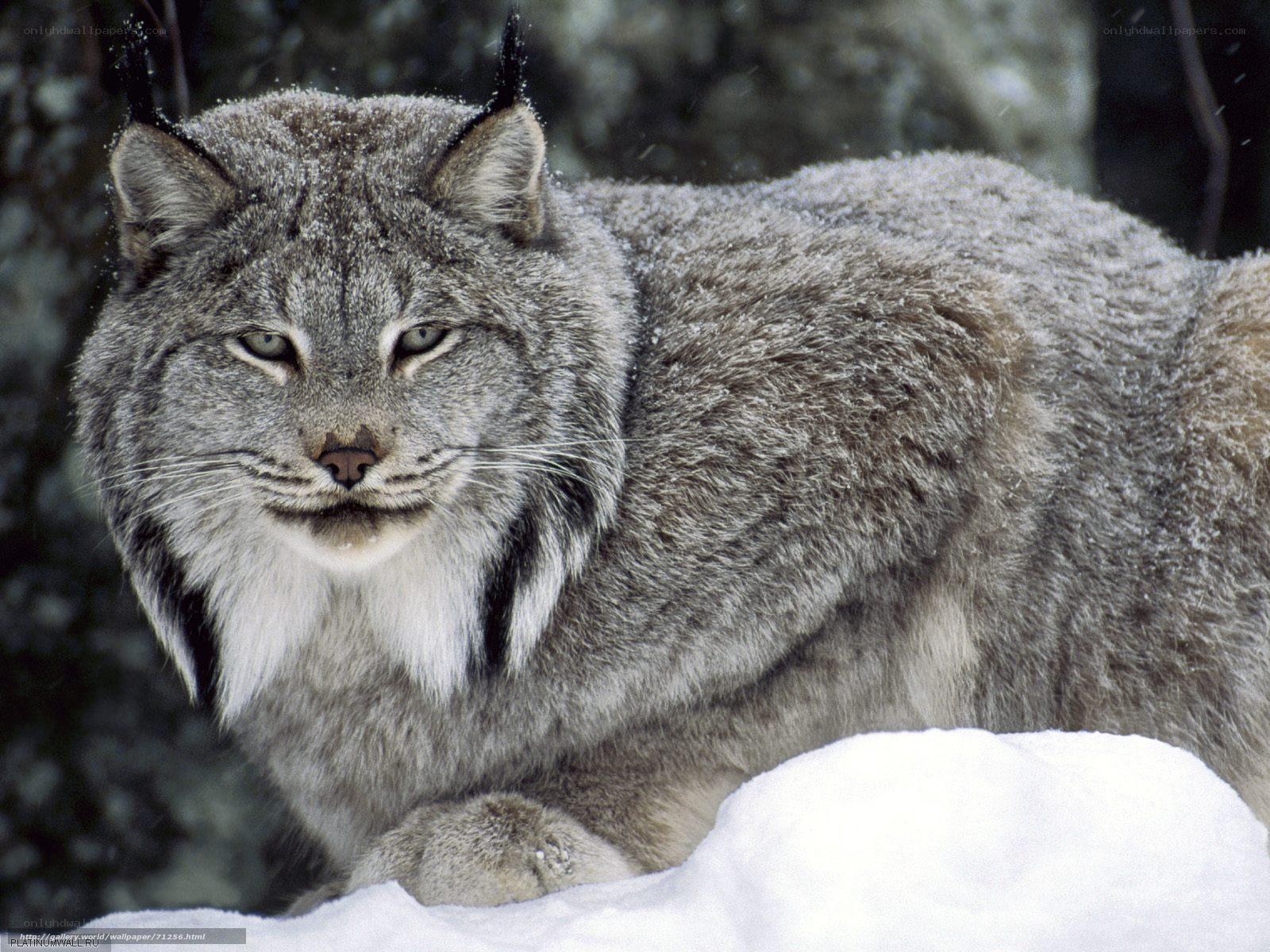 Lynx in snowy forest