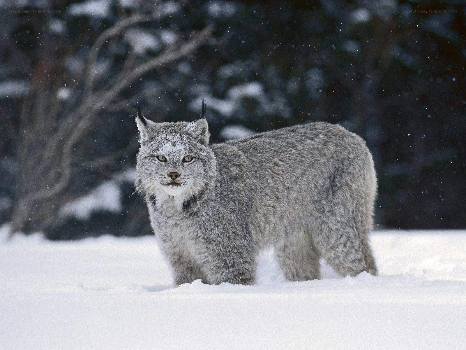 Lynx in snowy forest