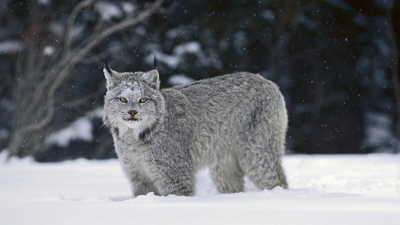 Lynx in snowy forest