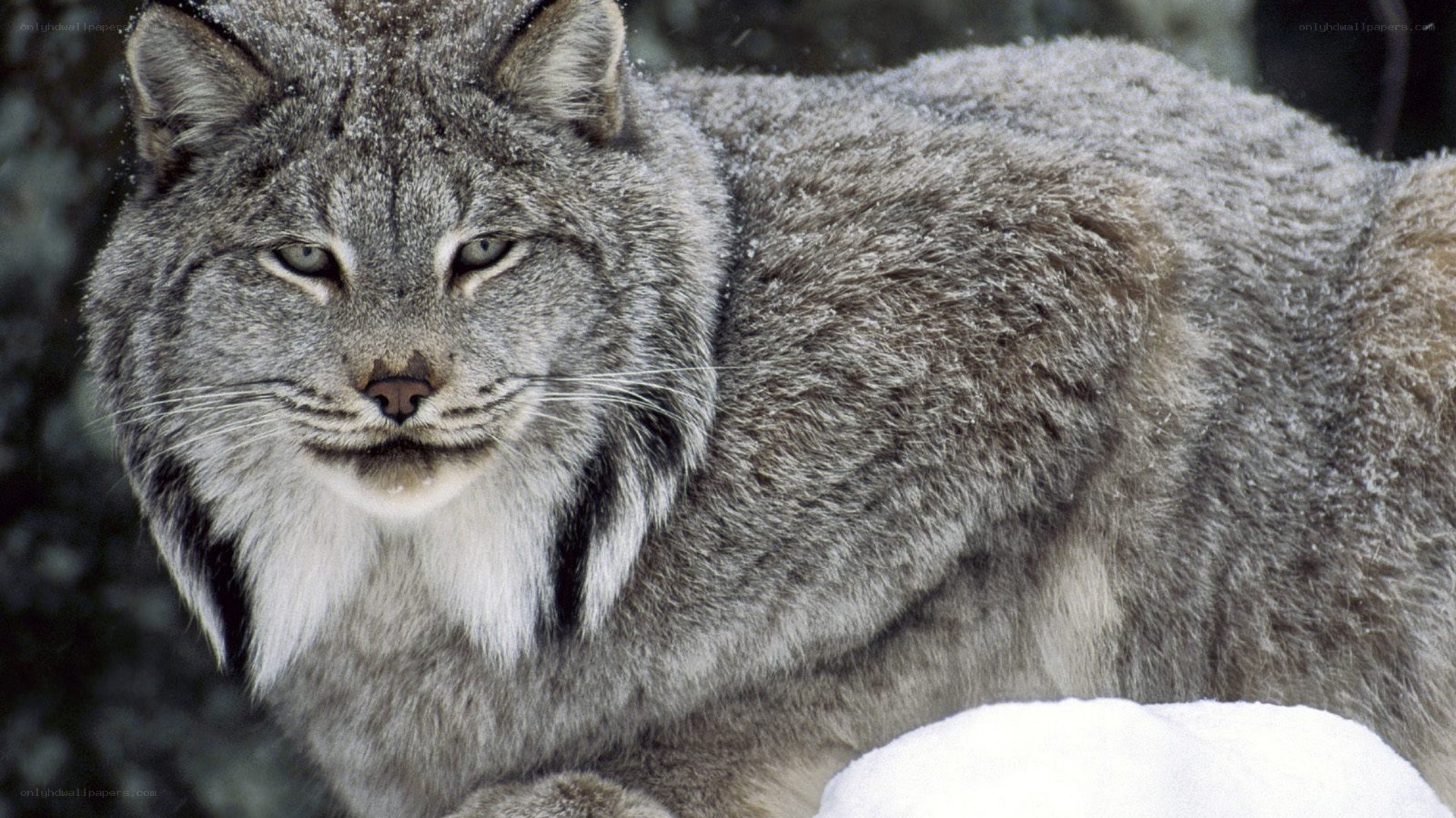 Lynx in snowy forest