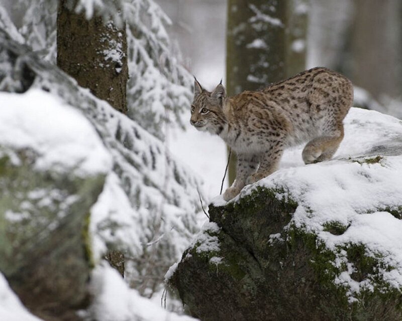 Lynx in snowy forest