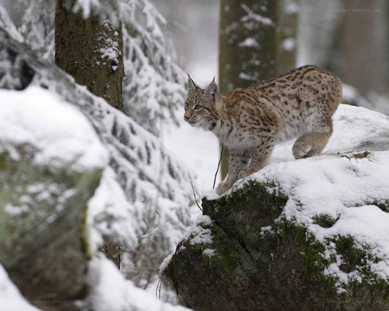 Lynx in snowy forest