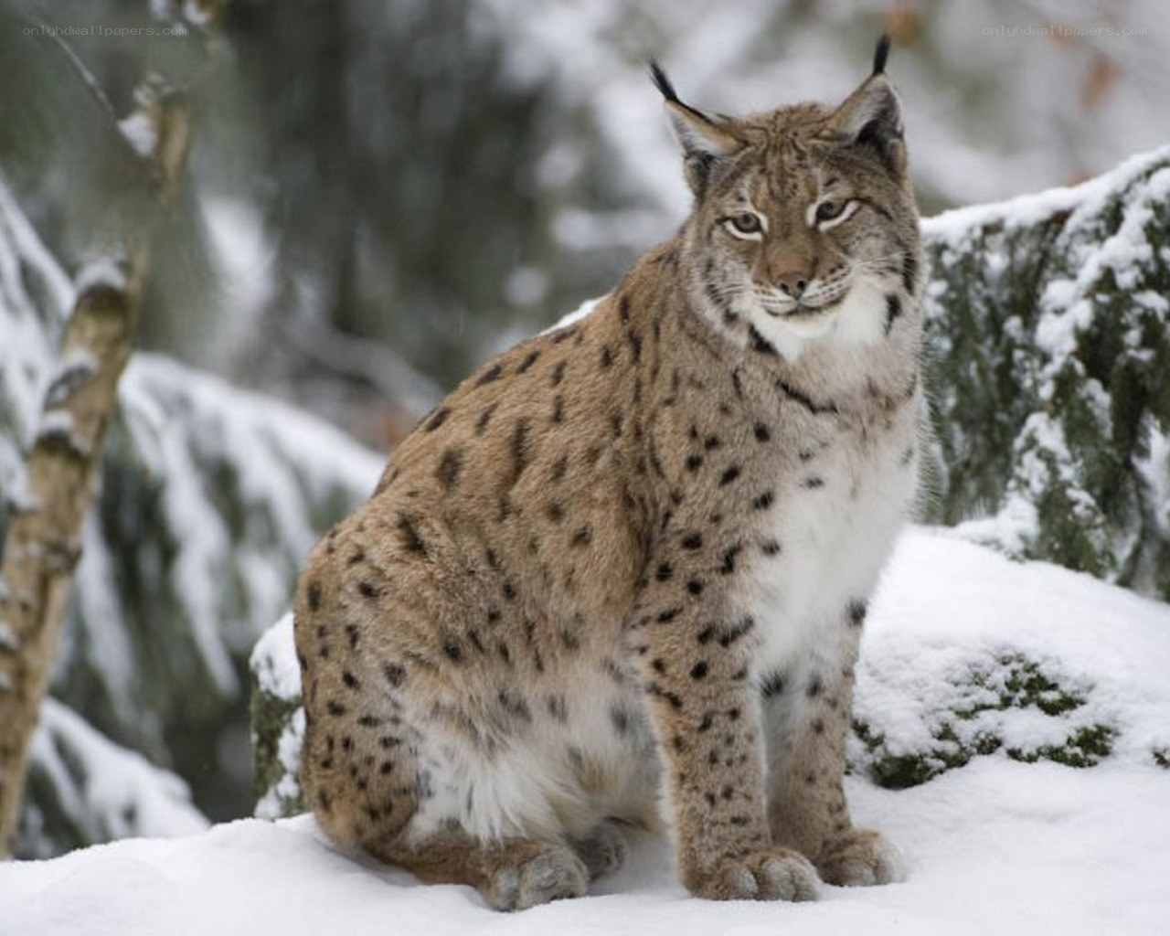 Lynx in snowy forest