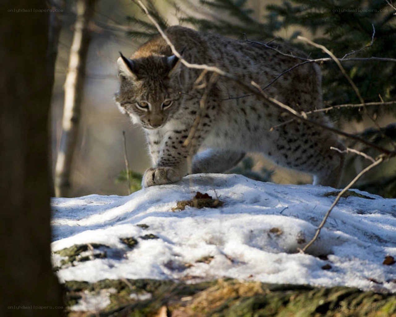 Lynx in snowy forest