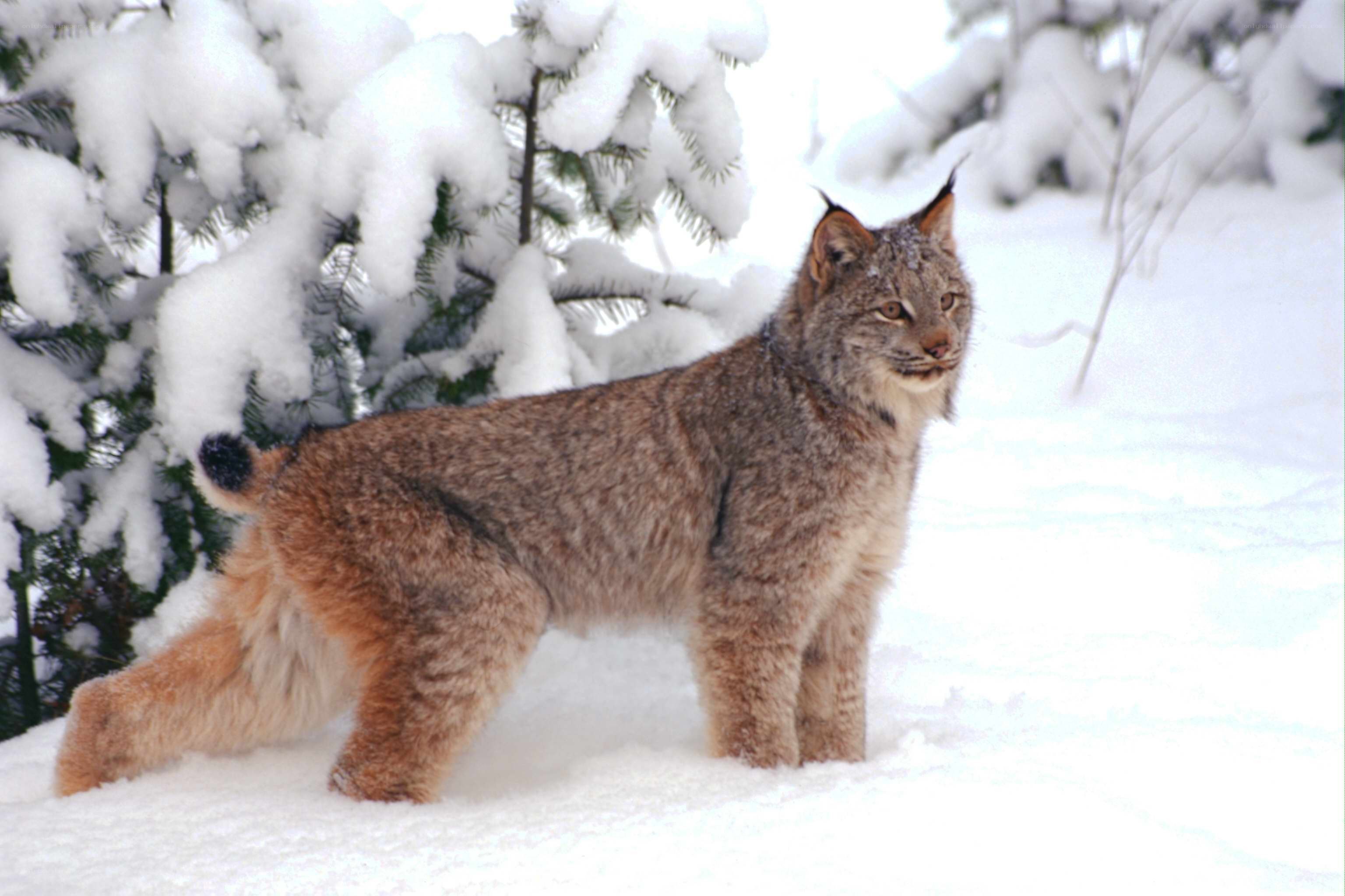 Lynx in snowy forest