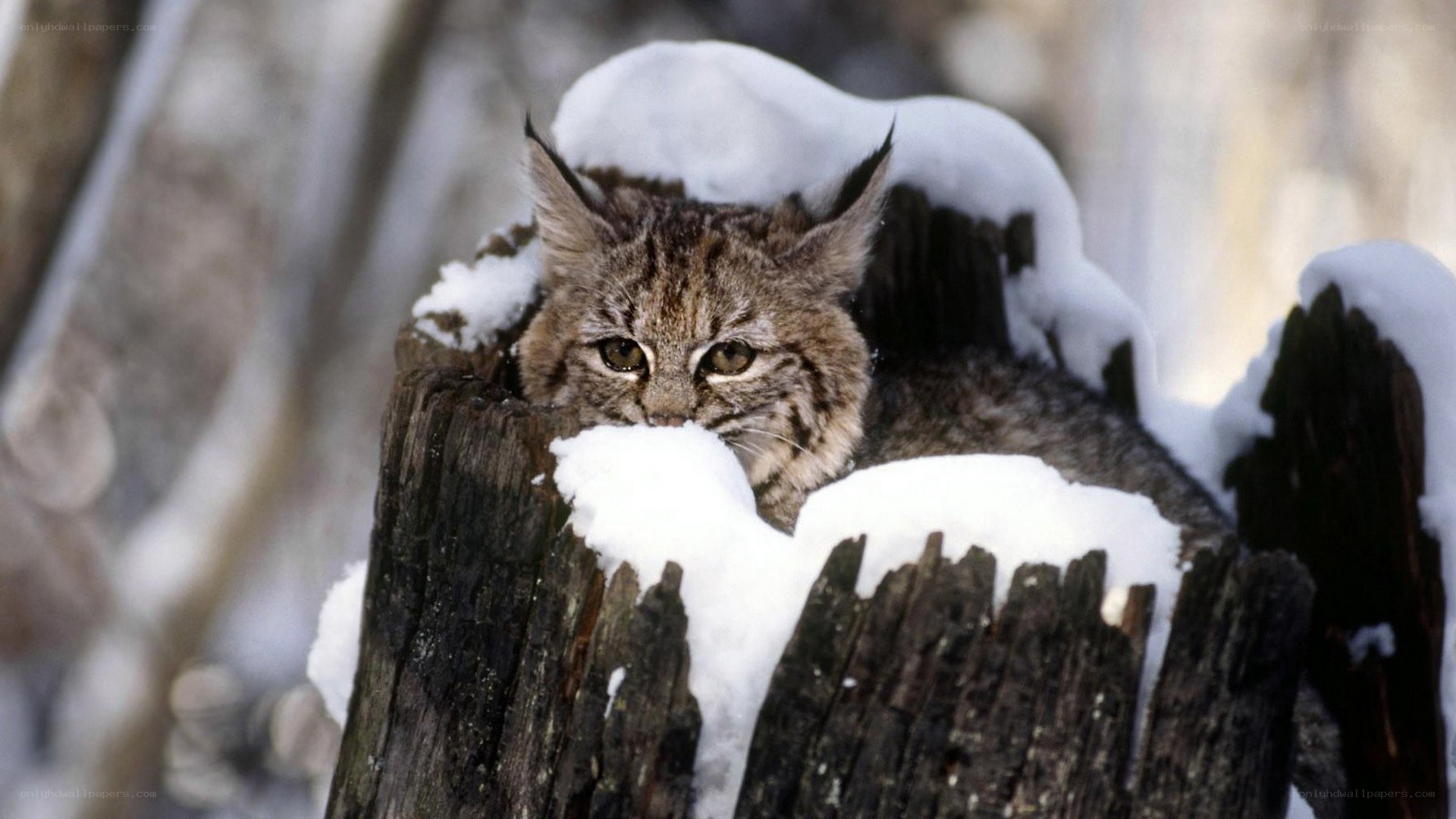 Lynx in snowy forest