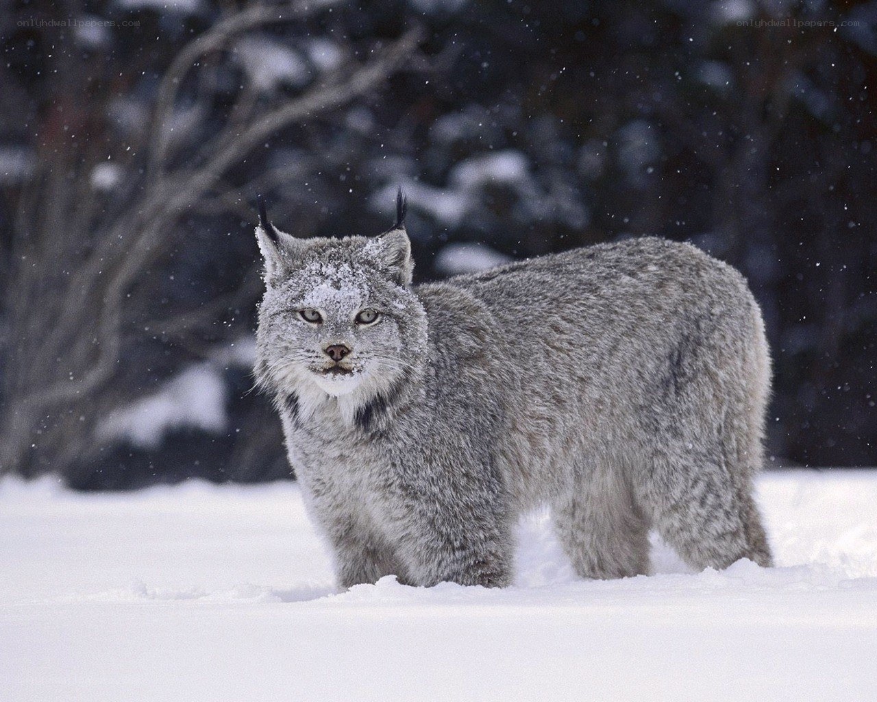 Lynx in snowy forest