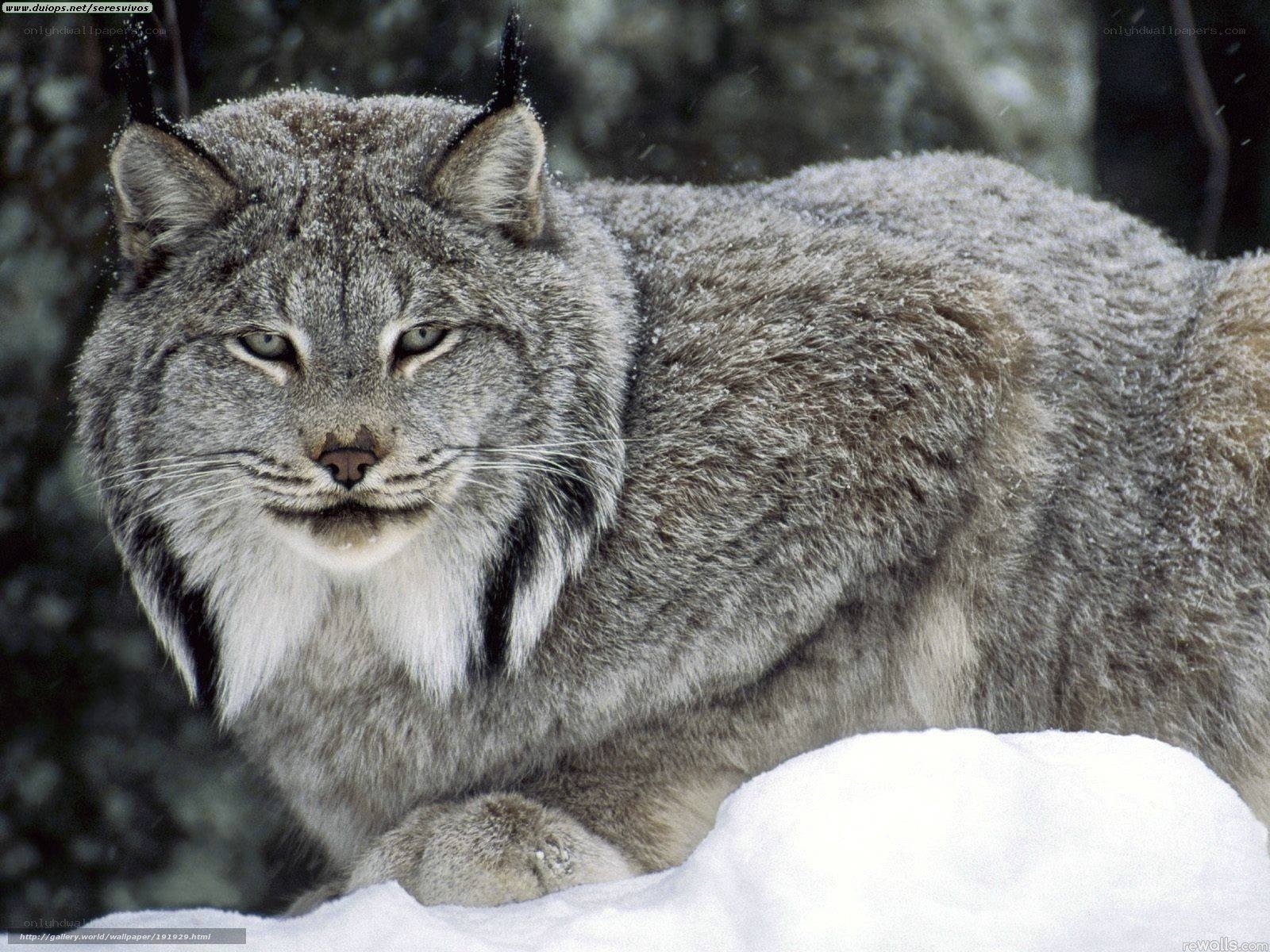 Lynx in snowy forest