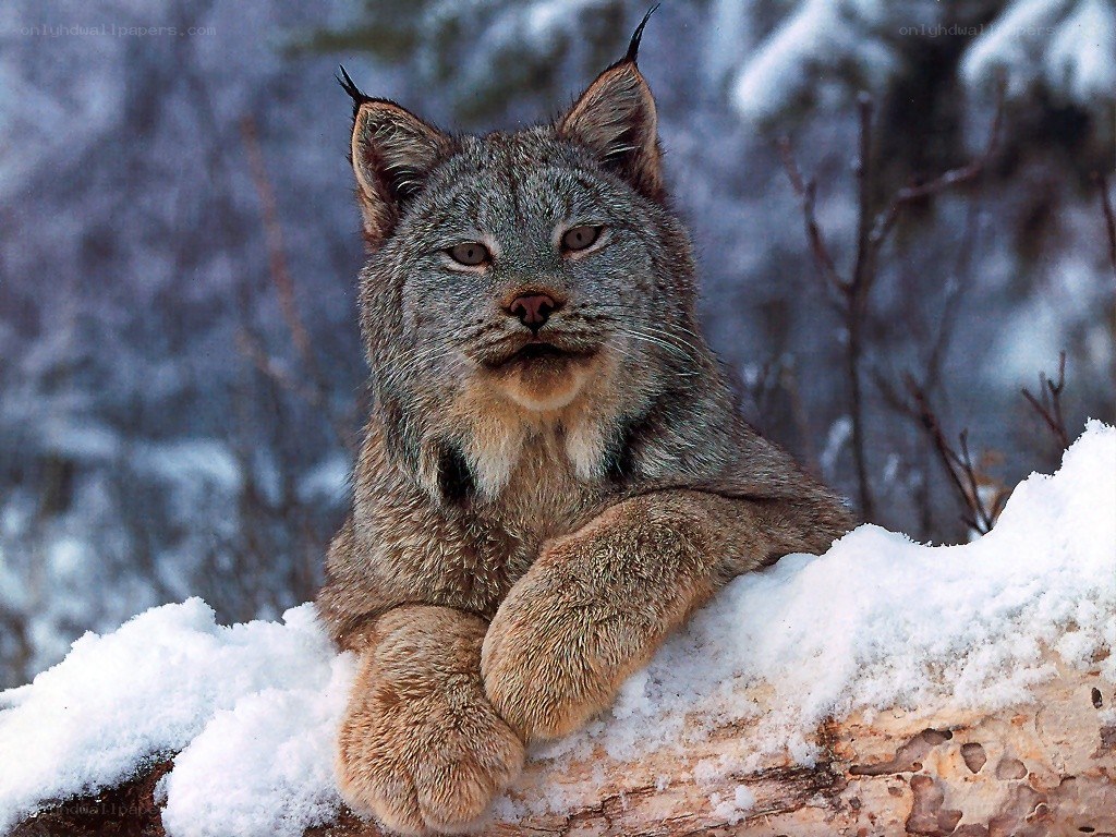 Lynx in snowy forest