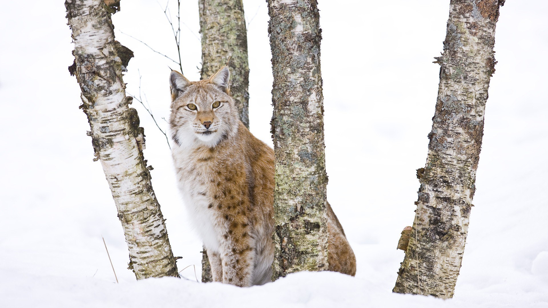 Lynx in snowy forest