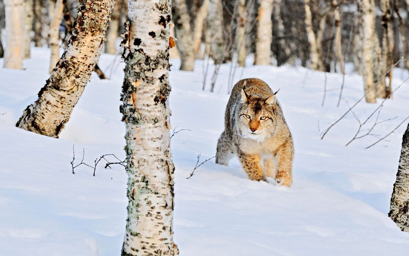 Lynx in snowy forest
