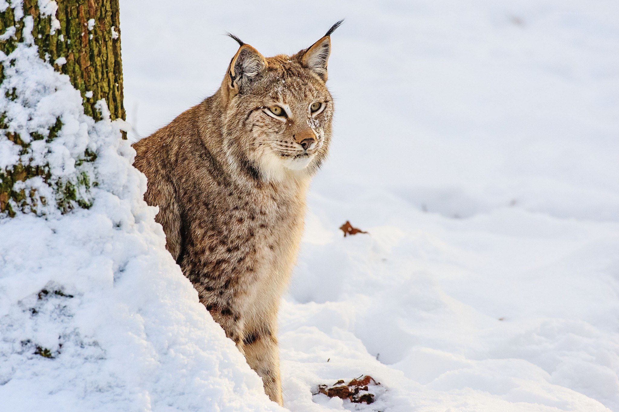 Lynx in snowy forest