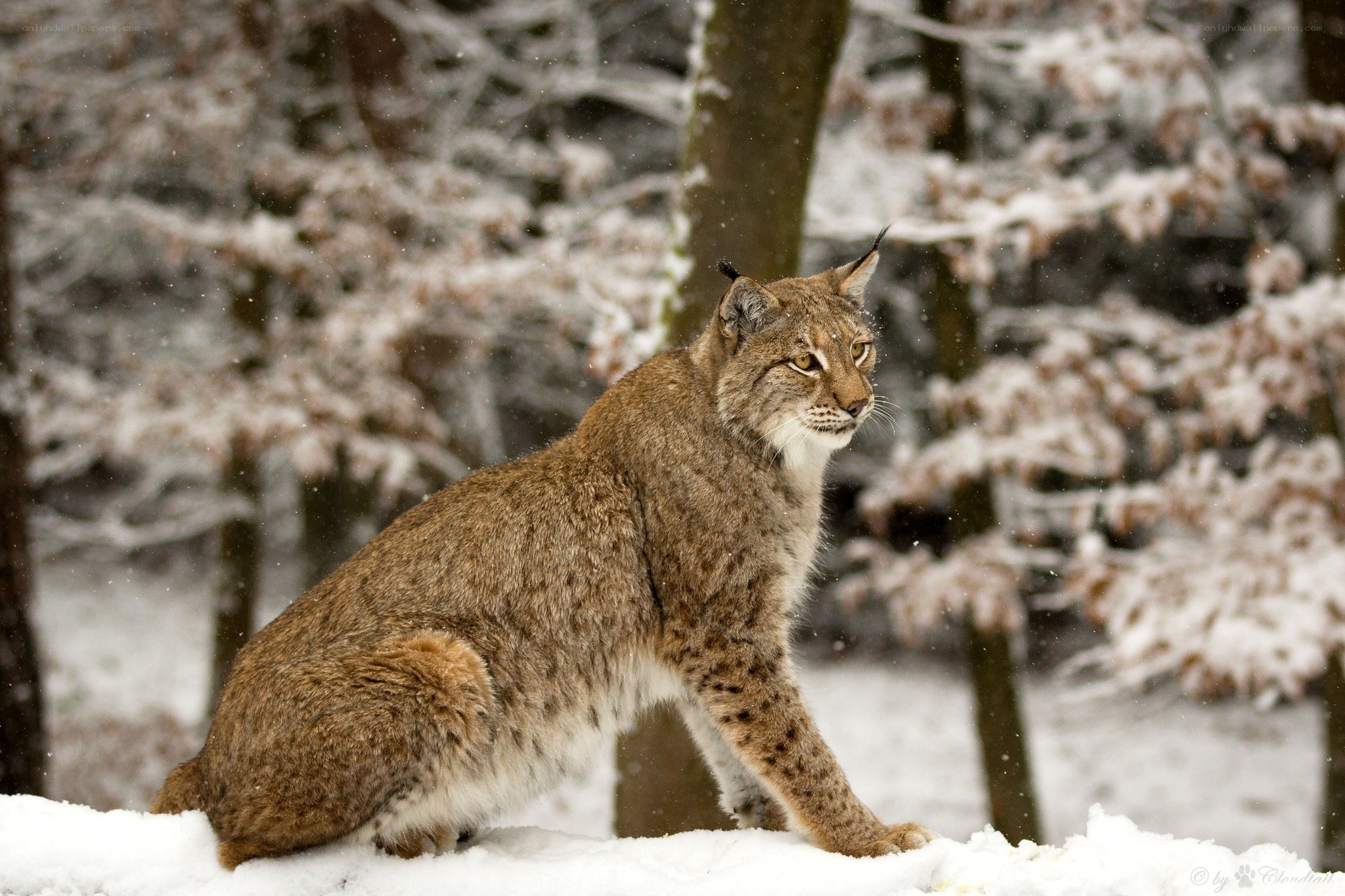 Lynx in snowy forest