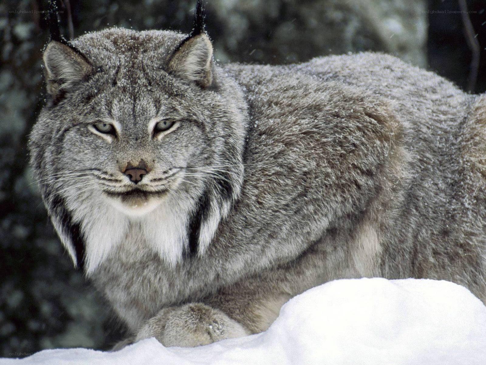 Lynx in snowy forest