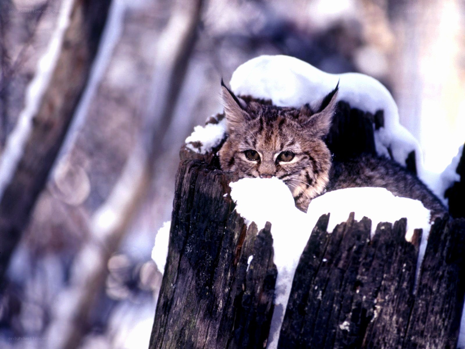 Lynx in snowy forest