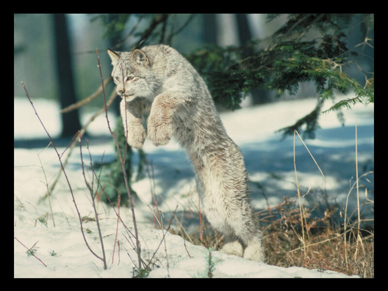 Lynx in snowy forest