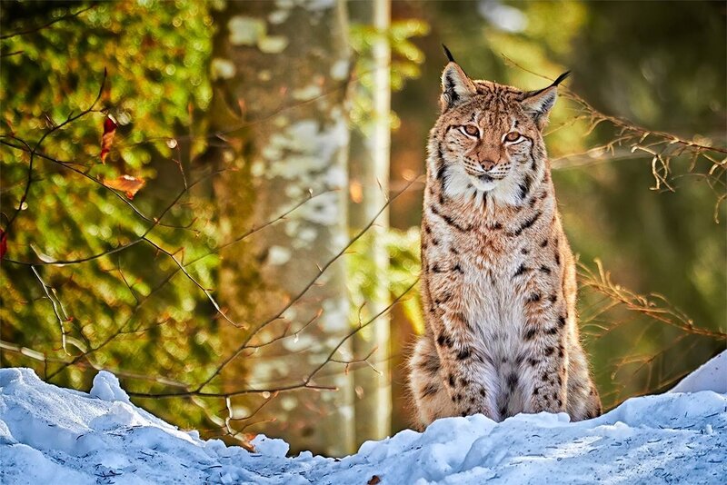 Lynx in Snowy Forest — Brown