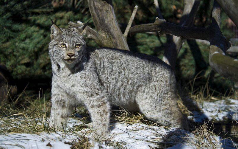 Lynx in Snowy Forest — Gray