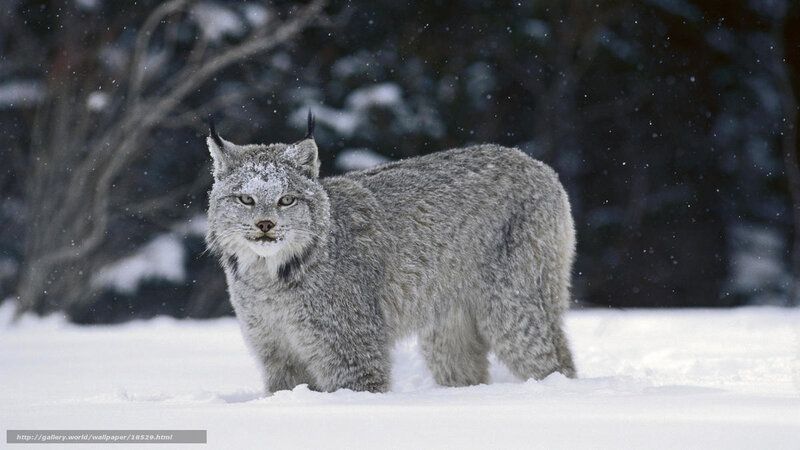 Lynx in snowy forest