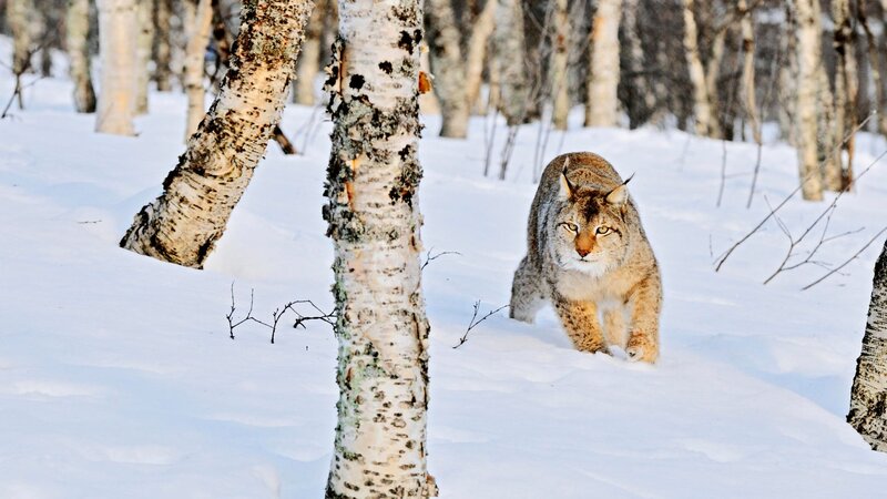 Lynx in Snowy Forest — White, Alert