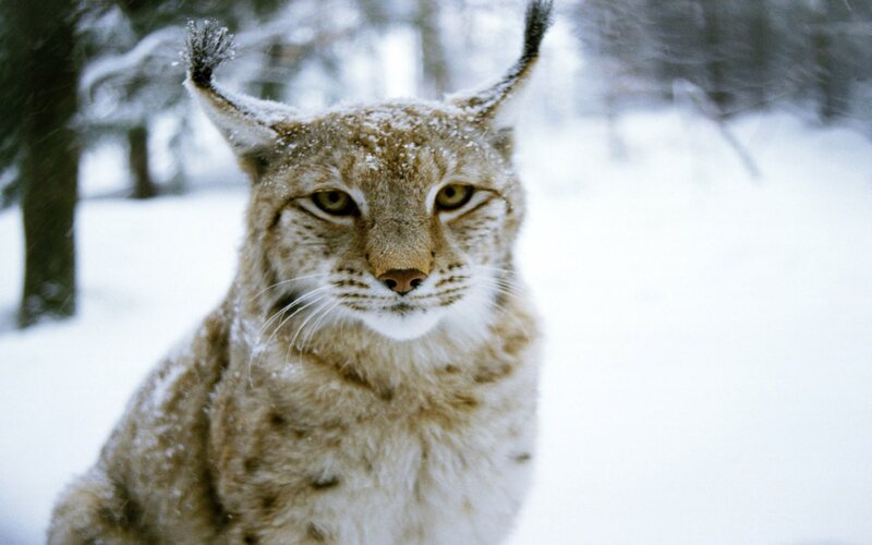 Lynx in Snowy Forest — White, Calm