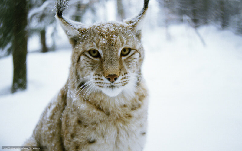 Lynx in Snowy Forest — White, Calm, Winter, Photograph