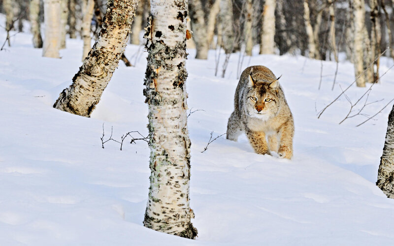 Lynx in Snowy Forest — White