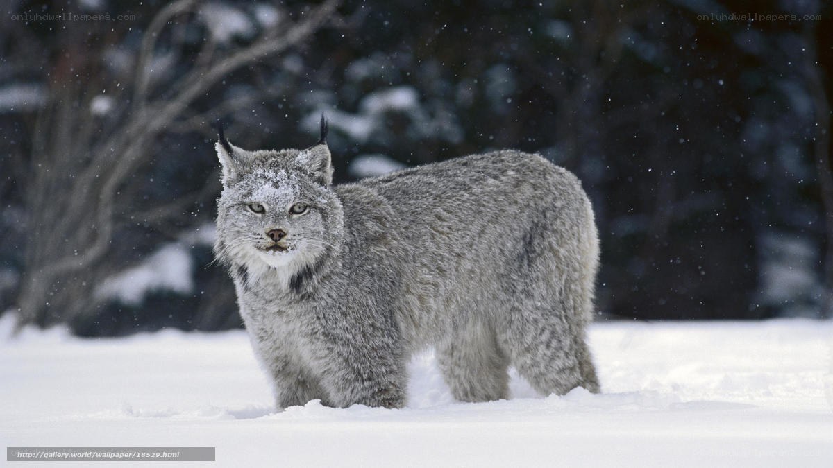 Lynx in snowy forest