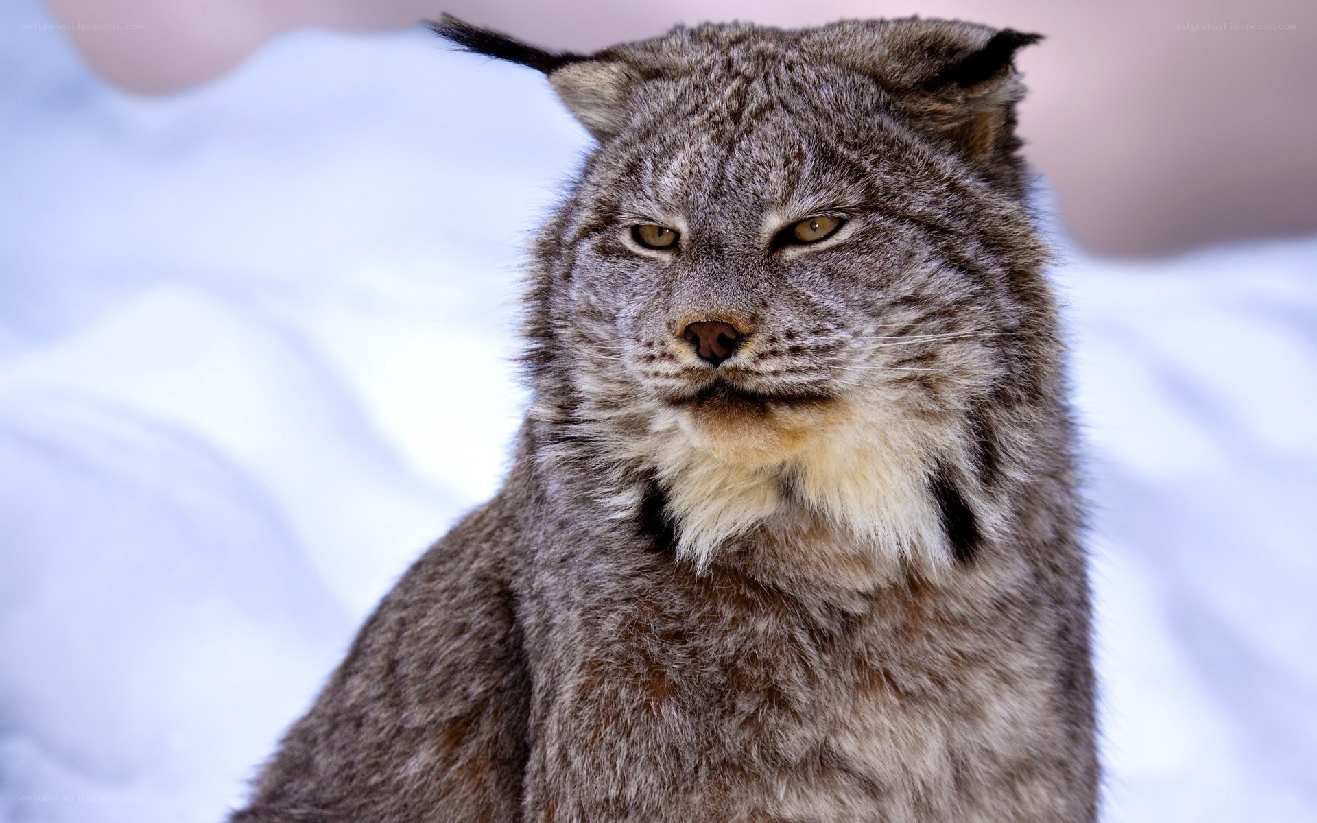 Lynx in snowy landscape
