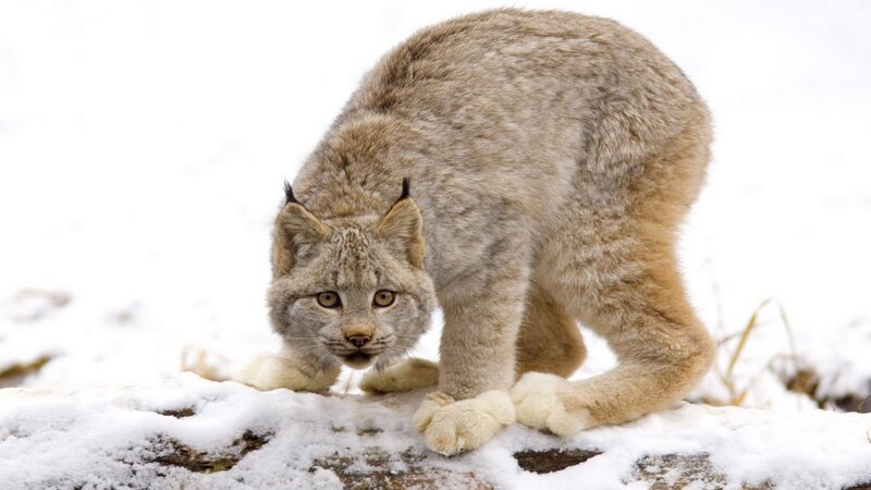 Lynx in snowy landscape
