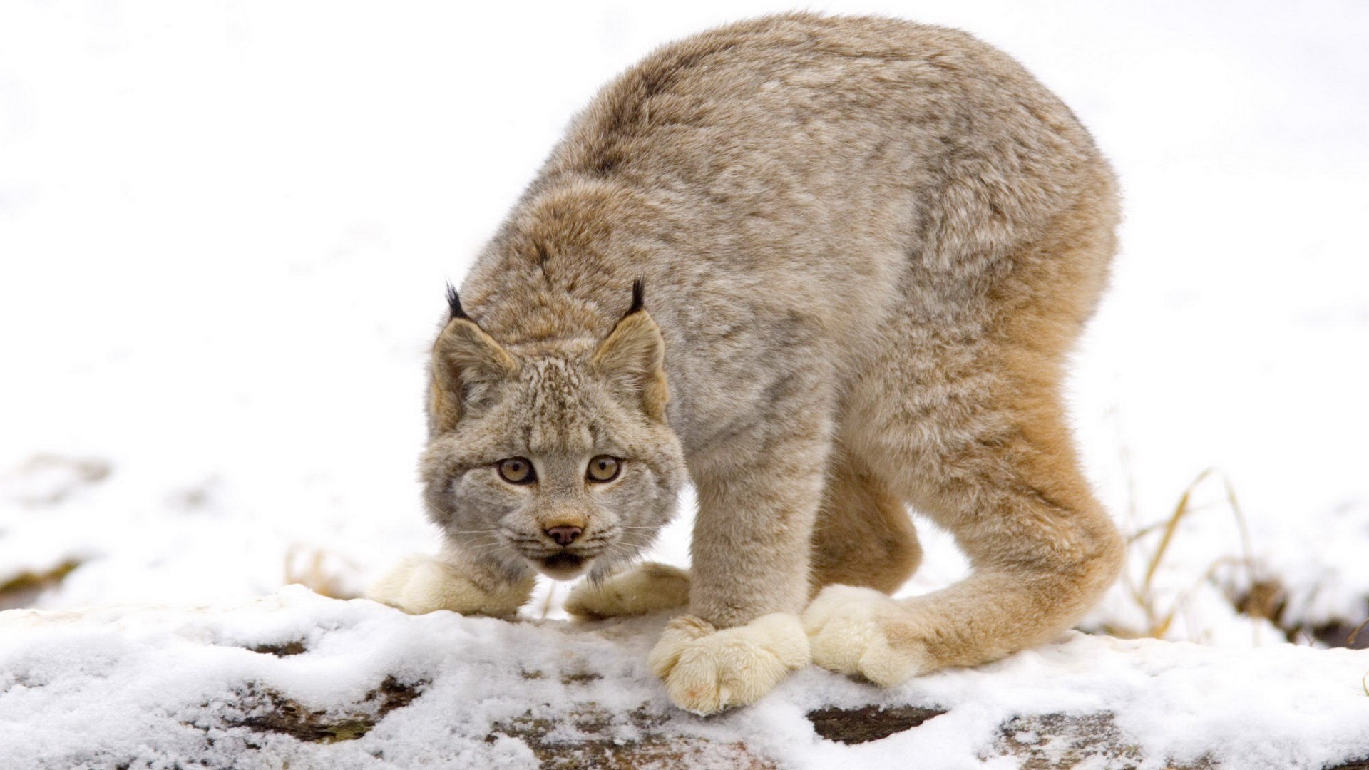 Lynx in snowy landscape