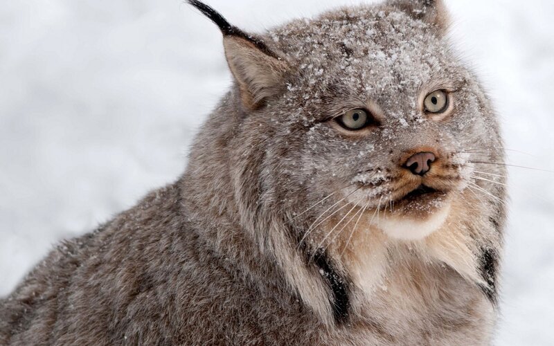 Lynx in snowy landscape