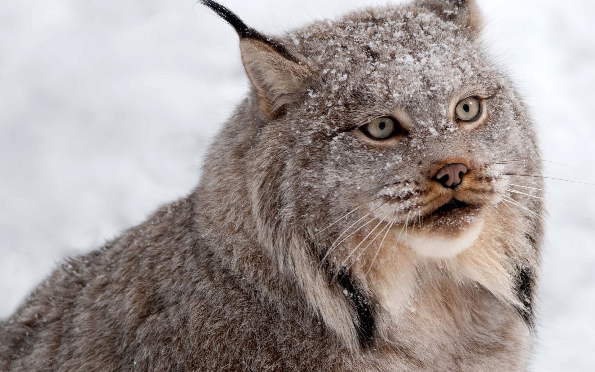 Lynx in snowy landscape