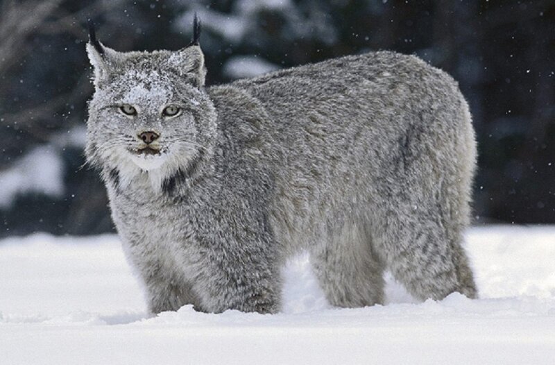 Lynx in snowy landscape