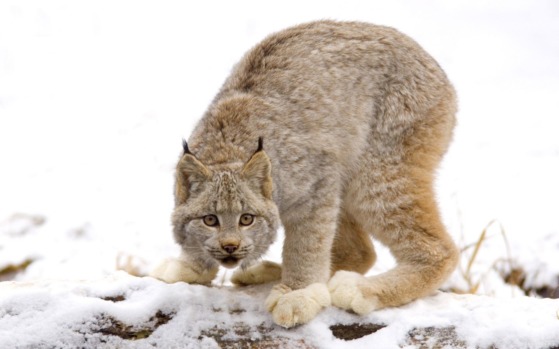 Lynx in snowy landscape